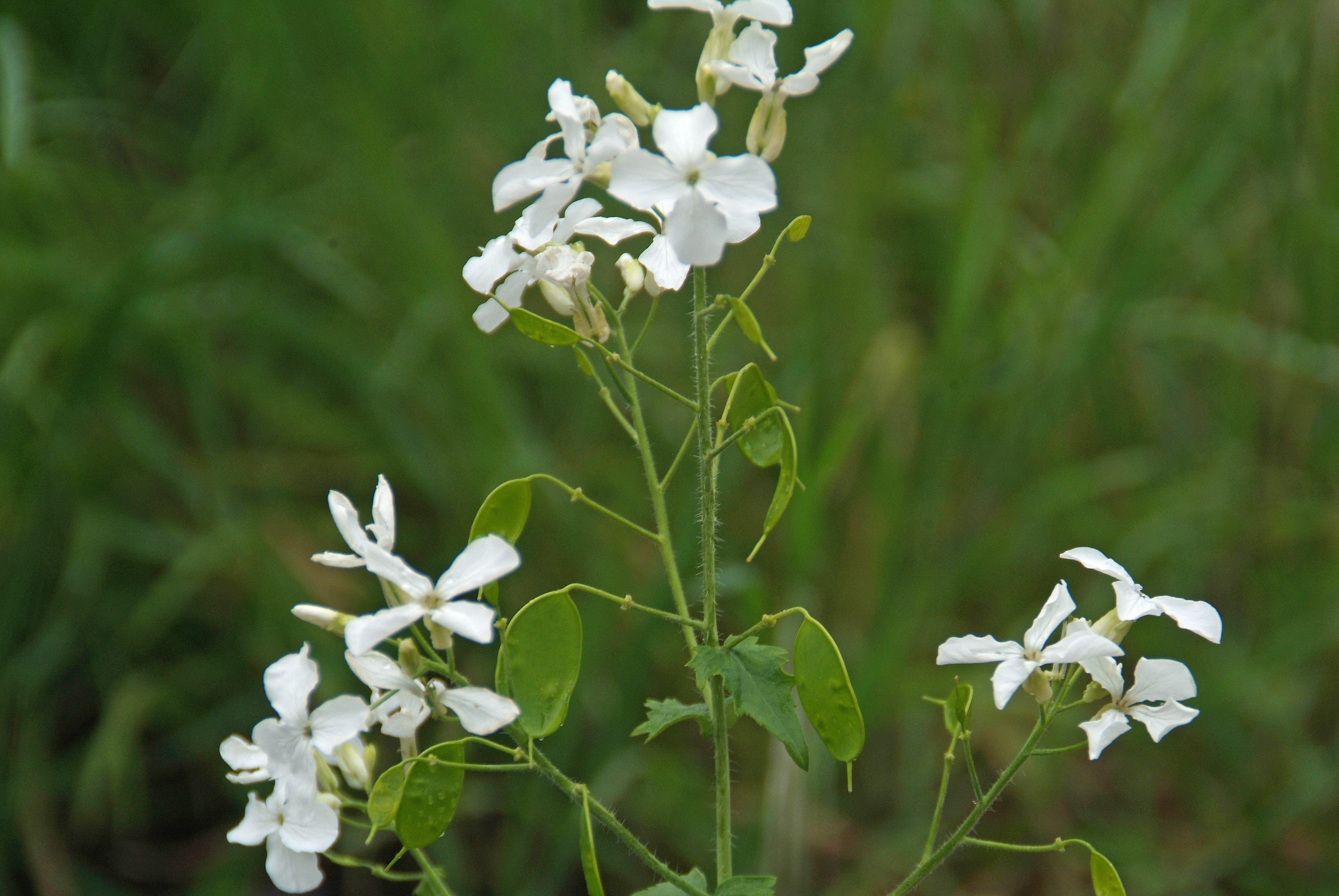 Lunaria annua 'Albiflora'Tuinjudaspenning bestellen